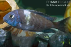 Brabantbuntbarsch, Tropheus duboisi Maswa "Weisspunkt", DNZ