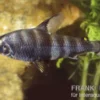 Brachsensalmler, Abramites hypselonotus, 4-6 cm