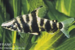 Brachsensalmler, Abramites hypselonotus, 4-6 cm