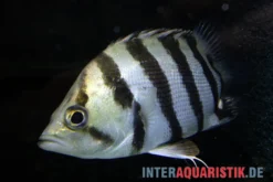 Brackwasser-Tigerbarsch, Datnioides polota, 4-7 cm