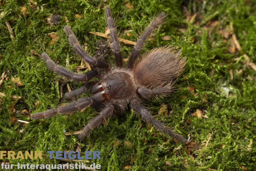 Brasilianische Blauhaar-Vogelspinne, Pterinopelma sazimai