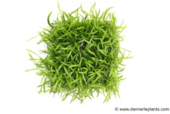 Brasilianische Graspflanze pad, Lilaeopsis brasiliensis, Pad ca. 9x9 cm
