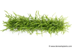 Brasilianische Graspflanze, Lilaeopsis brasiliensis, Stretch-Pad, 3x18 cm