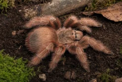 Brasilianische Riesen-Blond-Vogelspinne, Nhandu tripepii