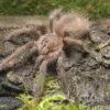 Brasilianische Riesenvogelspinne, Lasiodora parahybana
