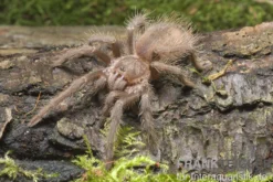 Brasilianische Riesenvogelspinne, Lasiodora parahybana