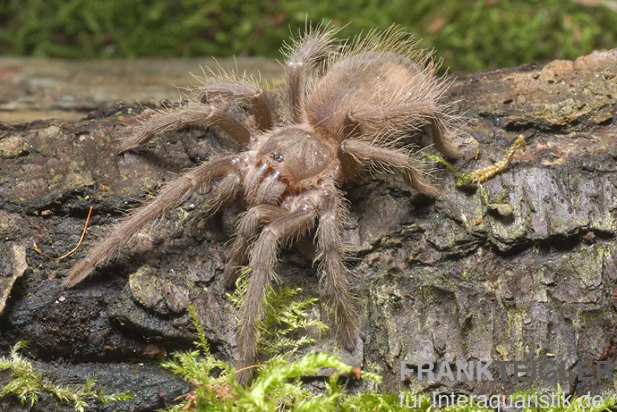 Brasilianische Riesenvogelspinne, Lasiodora parahybana