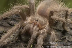 Brasilianische Riesenvogelspinne, Lasiodora parahybana