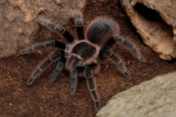 Brasilianische Rote Vogelspinne, Nhandu carapoensis