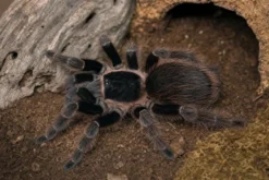 Brasilianische Rote Vogelspinne, Nhandu carapoensis