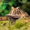 Brasilianischer Schmuckhornfrosch, Ceratophrys aurita
