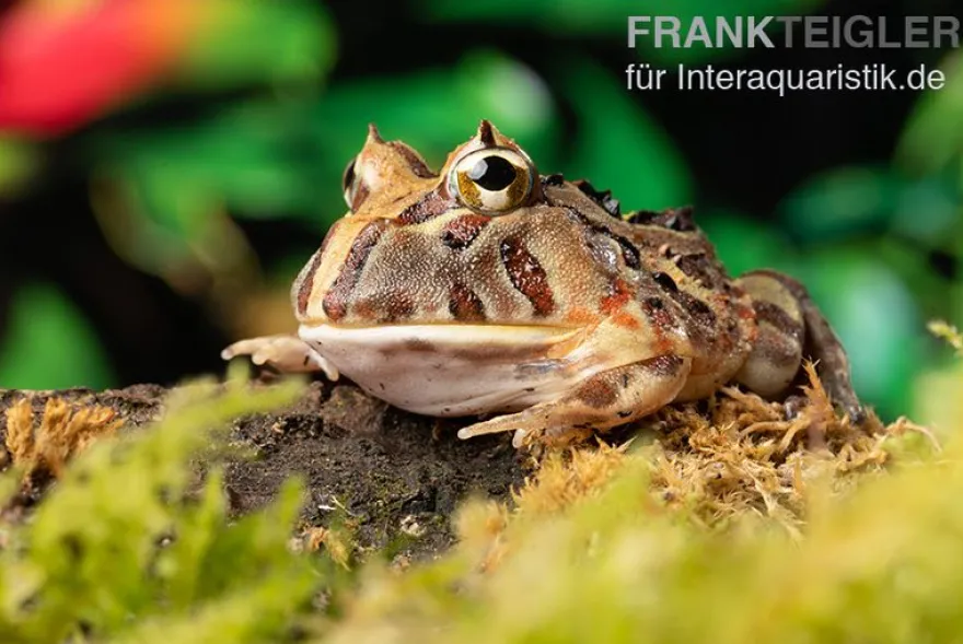 Brasilianischer Schmuckhornfrosch, Ceratophrys aurita