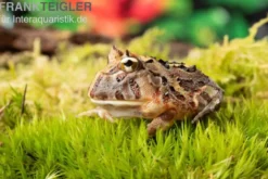Brasilianischer Schmuckhornfrosch, Ceratophrys aurita