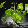 Brasilianischer Wassernabel, Hydrocotyle leucocephala, XXL-Pflanze, Mutterpflanze