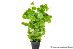 Brasilianischer Wassernabel, Hydrocotyle leucocephala, XXL-Pflanze, Mutterpflanze