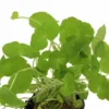 Brasilianischer Wassernabel, Hydrocotyle leucocephala, im Topf