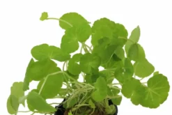 Brasilianischer Wassernabel, Hydrocotyle leucocephala, im Topf