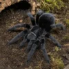 Brasilianische Schwarze Vogelspinne, Grammostola pulchra