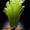 Brasilianisches Mooskraut, Mayaca fluviatilis, Bund