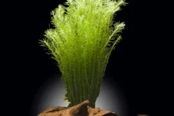 Brasilianisches Mooskraut, Mayaca fluviatilis, Bund