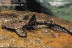Bratpfannenwels, Dysichthys coracoideus