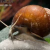 Braune Apfelschnecke, Lanistes cf. ovum