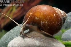 Braune Apfelschnecke, Lanistes cf. ovum