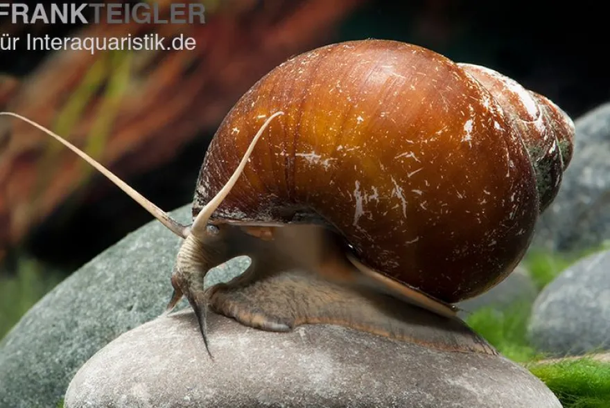 Braune Apfelschnecke, Lanistes cf. ovum