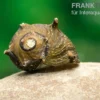 Braune Hörnchenschnecke, Clithon brenspinas
