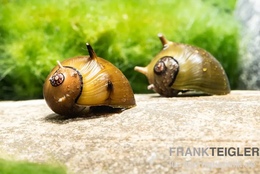 Braune Hörnchenschnecke, Clithon brenspinas