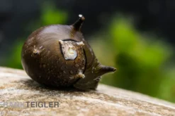 Braune Hörnchenschnecke, Clithon brenspinas
