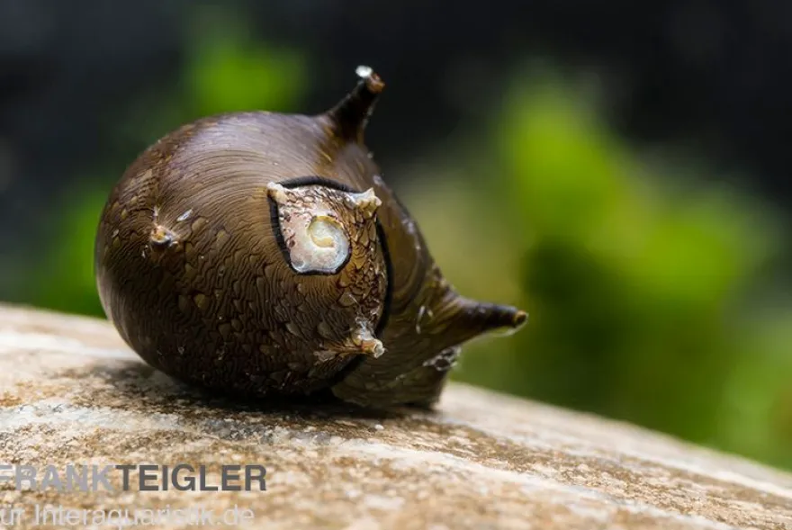 Braune Hörnchenschnecke, Clithon brenspinas