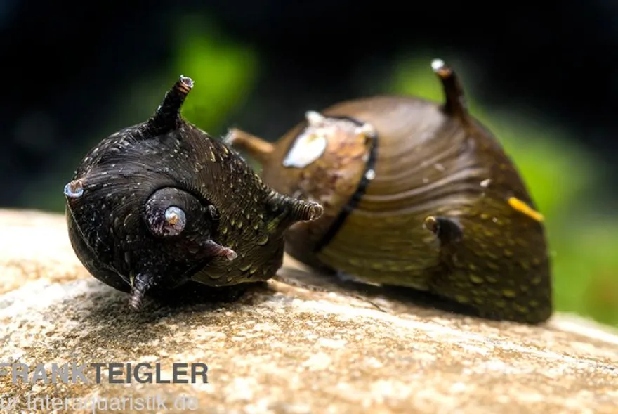 Braune Hörnchenschnecke, Clithon brenspinas
