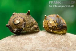 Braune Hörnchenschnecke, Clithon brenspinas