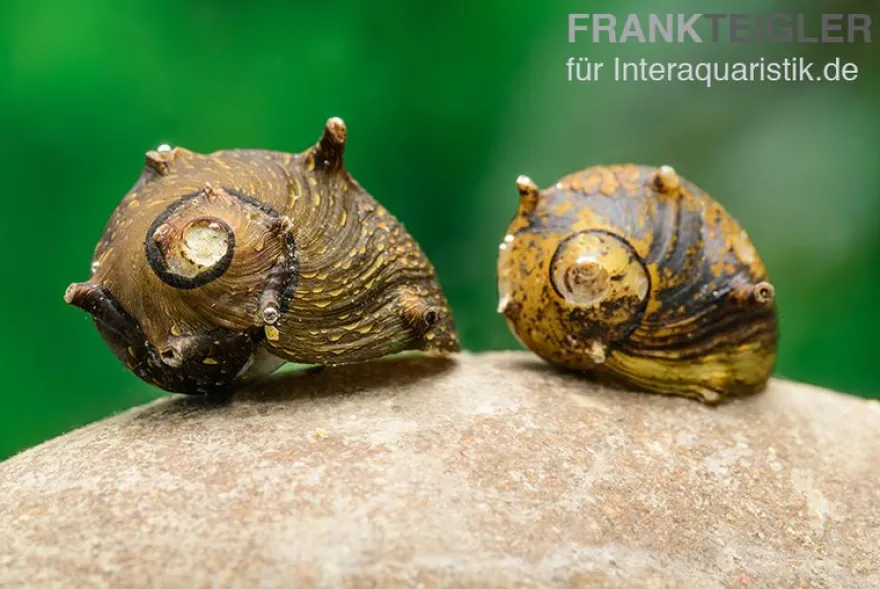 Braune Hörnchenschnecke, Clithon brenspinas
