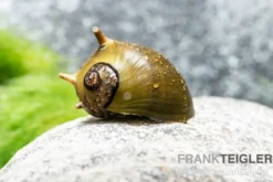 Braune Hörnchenschnecke, Clithon brenspinas
