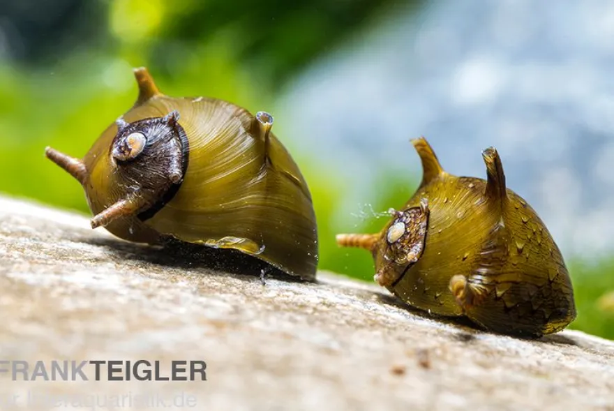 Braune Hörnchenschnecke, Clithon brenspinas