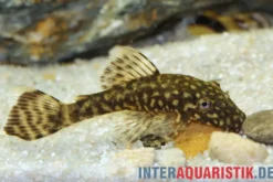Brauner Antennenwels, Ancistrus sp.