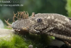 Brauner Antennenwels XL, Ancistrus sp., gemischt