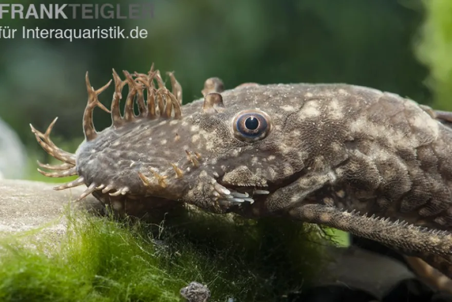 Brauner Antennenwels XL, Ancistrus sp., gemischt