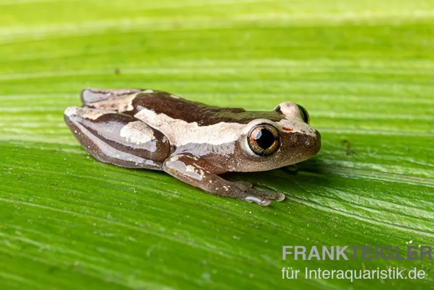 Brauner Bananenfrosch, Afrixalus dorsalis