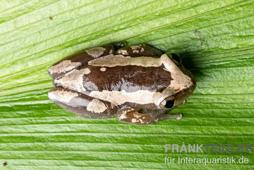 Brauner Bananenfrosch, Afrixalus dorsalis