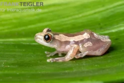 Brauner Bananenfrosch, Afrixalus dorsalis