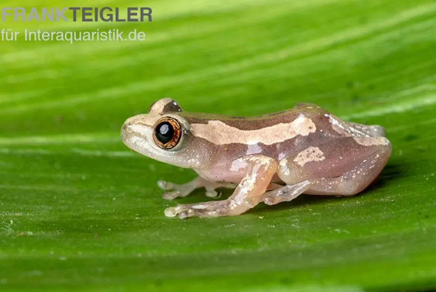 Brauner Bananenfrosch, Afrixalus dorsalis