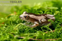 Brauner Bananenfrosch, Afrixalus dorsalis