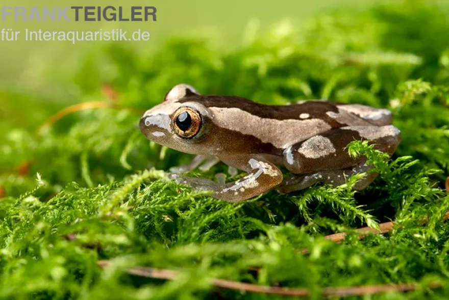 Brauner Bananenfrosch, Afrixalus dorsalis