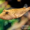 Brauner Kugelfisch, Tetraodon miurus
