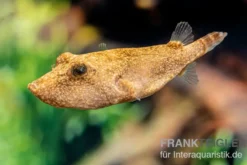 Brauner Kugelfisch, Tetraodon miurus