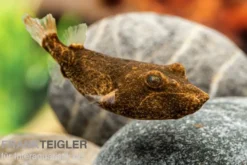Brauner Kugelfisch, Tetraodon miurus