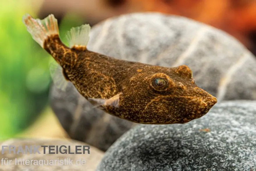 Brauner Kugelfisch, Tetraodon miurus